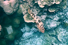 Epinephelus fuscoguttatus