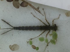 Platycnemis pennipes