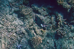 Balistoides viridescens