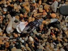 Maculotriton serriale