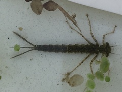 Platycnemis pennipes