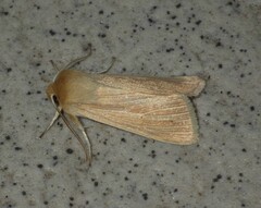 Mythimna pallens