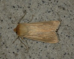 Mythimna pallens