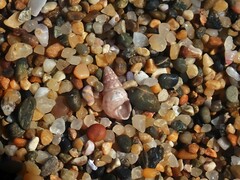 Leiopyrga lineolaris