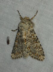 Polymixis flavicincta