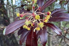 Tasmannia lanceolata