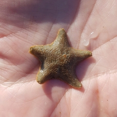 Asterina gibbosa