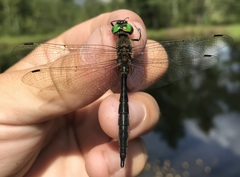 Somatochlora flavomaculata