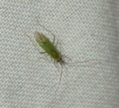 Blepharidopterus angulatus