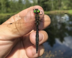 Somatochlora flavomaculata