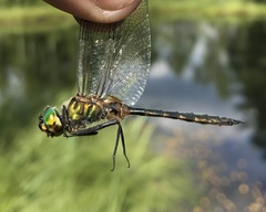 Somatochlora flavomaculata