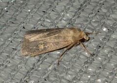 Xestia xanthographa