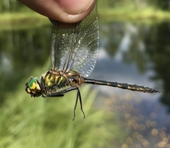 Somatochlora flavomaculata