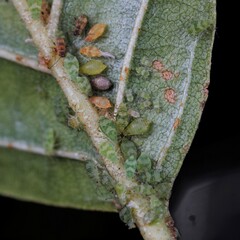 Pterocallis maculatus