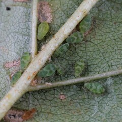 Pterocallis maculatus