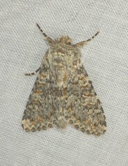 Polymixis flavicincta