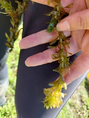 Hydrocharitaceae
