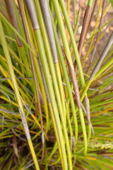 Hypodiscus aristatus