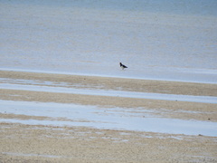 Haematopus longirostris