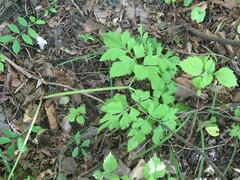 Pleurospermum uralense