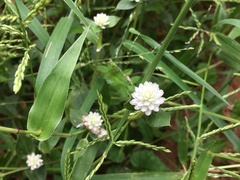 Gomphrena serrata
