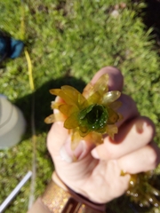 Hydrocharitaceae