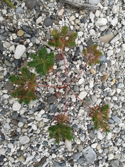 Euphorbia cyparissias