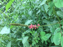 Indigofera hirsuta