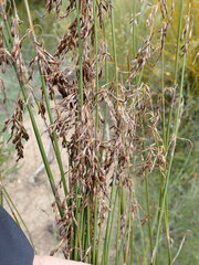 Rhodocoma fruticosa