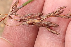 Rhodocoma fruticosa