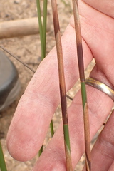 Rhodocoma fruticosa