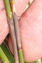 Rhodocoma fruticosa