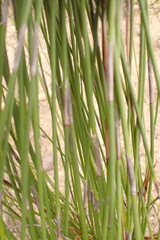 Rhodocoma fruticosa