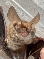 Nyctophilus geoffroyi