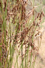 Rhodocoma fruticosa