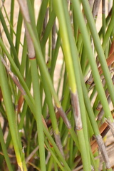 Rhodocoma fruticosa