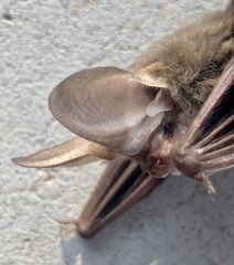 Nyctophilus geoffroyi