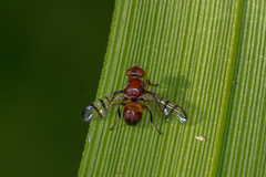 Tephritoidea