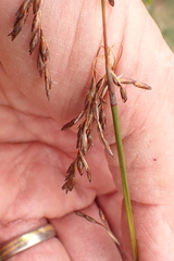 Rhodocoma fruticosa