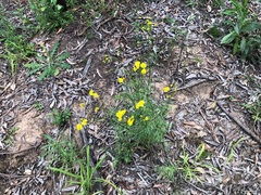 Senecio pinnatifolius