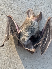 Nyctophilus geoffroyi