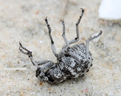 Brachycerus