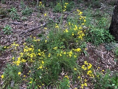 Senecio pinnatifolius