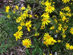 Senecio pinnatifolius