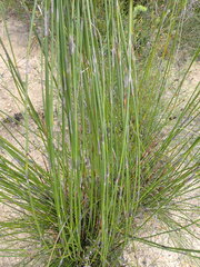 Rhodocoma fruticosa