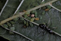Pterocallis maculatus