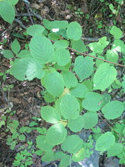 Actinidia kolomikta