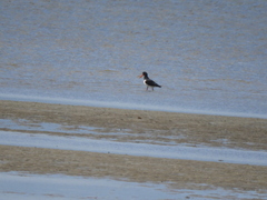 Haematopus longirostris