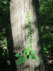 Parthenocissus inserta