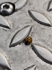 Harmonia axyridis